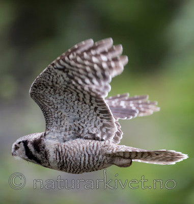 BB 13 0370 / Surnia ulula / Haukugle